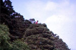 The "Climby Tree" with kids at various heights