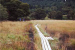 Duckboards through marsh land around Derwentwater